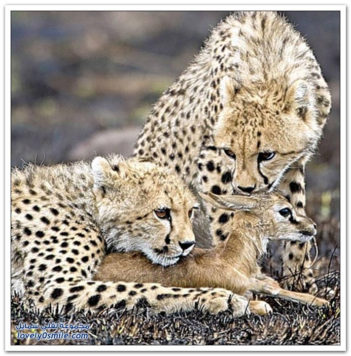 اضغط على الصورة لعرض أكبر. 

الإسم:	hunt-04.jpg 
مشاهدات:	31 
الحجم:	157.5 كيلوبايت 
الهوية:	846770