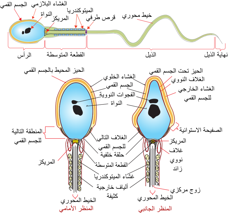 اضغط على الصورة لعرض أكبر. 

الإسم:	image.png 
مشاهدات:	34 
الحجم:	228.2 كيلوبايت 
الهوية:	847744