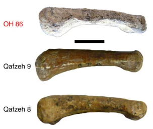 أُلدوفاي هي منطقة Olduvai في شمال غرب تنزانيا حيث اكتشفت الحفرية. 86 هو رقم الحفرية، حيث توجد العديد من الحفريات في نفس المنطقة.