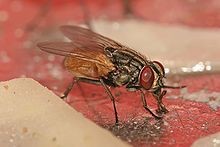 اضغط على الصورة لعرض أكبر. 

الإسم:	Musca_domestica_housefly_zps10d66914.jpg 
مشاهدات:	12 
الحجم:	10.5 كيلوبايت 
الهوية:	849457