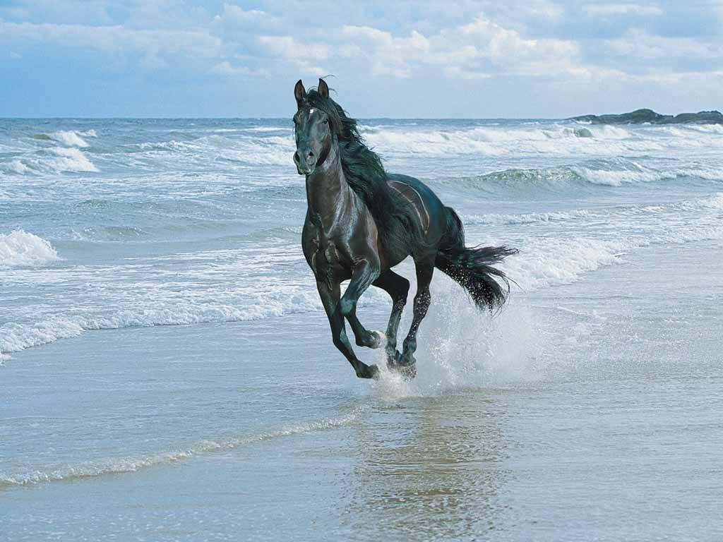 اضغط على الصورة لعرض أكبر. 

الإسم:	horse-beach.jpg 
مشاهدات:	4 
الحجم:	152.3 كيلوبايت 
الهوية:	850645