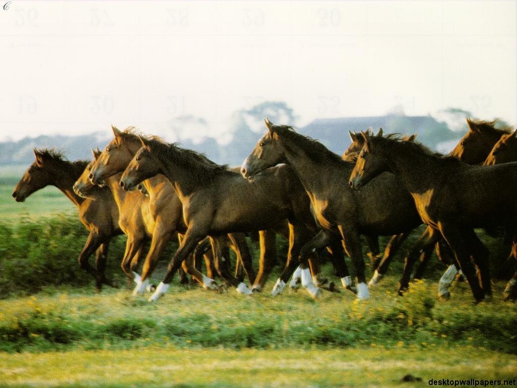 اضغط على الصورة لعرض أكبر. 

الإسم:	horses05_1024x768.jpg 
مشاهدات:	4 
الحجم:	156.3 كيلوبايت 
الهوية:	850660