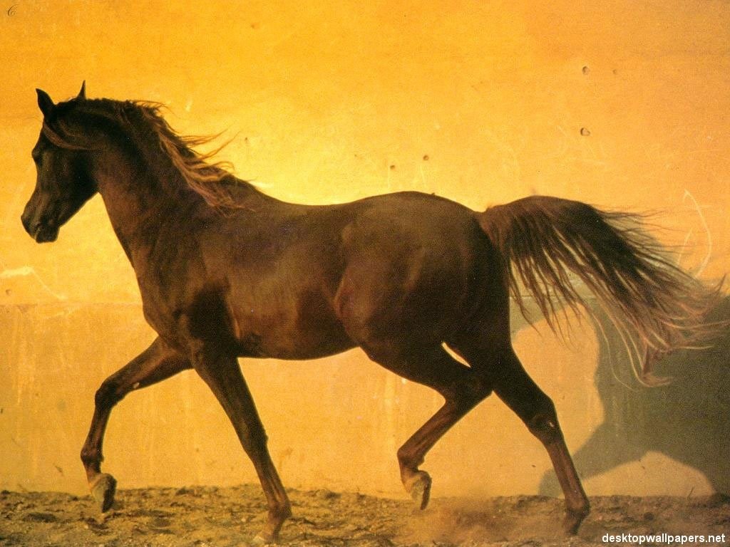 اضغط على الصورة لعرض أكبر. 

الإسم:	horses04_1024x768.jpg 
مشاهدات:	4 
الحجم:	163.0 كيلوبايت 
الهوية:	850663