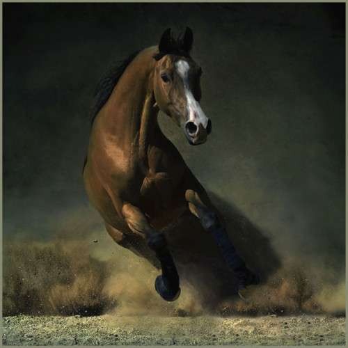اضغط على الصورة لعرض أكبر. 

الإسم:	horsesu.jpg 
مشاهدات:	4 
الحجم:	34.8 كيلوبايت 
الهوية:	850664
