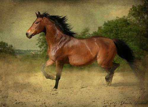 اضغط على الصورة لعرض أكبر. 

الإسم:	horses9r.jpg 
مشاهدات:	4 
الحجم:	38.7 كيلوبايت 
الهوية:	850665