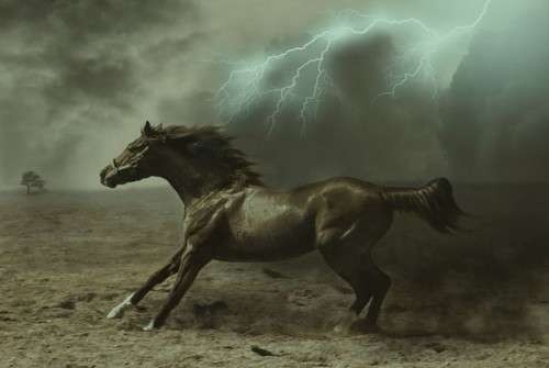 اضغط على الصورة لعرض أكبر. 

الإسم:	horses3.jpg 
مشاهدات:	4 
الحجم:	23.8 كيلوبايت 
الهوية:	850666
