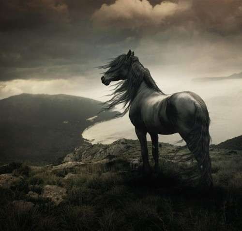 اضغط على الصورة لعرض أكبر. 

الإسم:	horses10.jpg 
مشاهدات:	4 
الحجم:	32.2 كيلوبايت 
الهوية:	850667