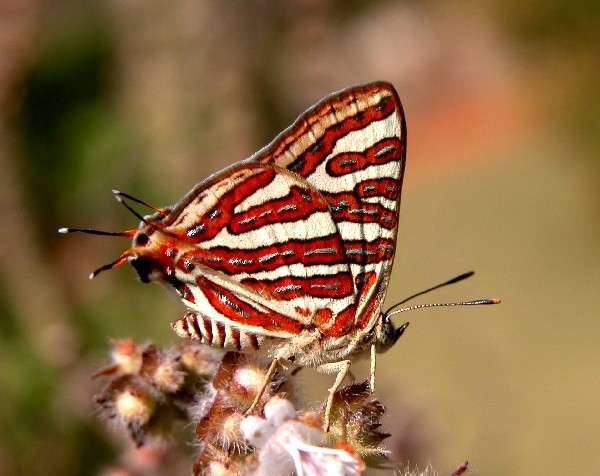 اضغط على الصورة لعرض أكبر. 

الإسم:	VB_029_Common_Silverline_UN.jpg 
مشاهدات:	44 
الحجم:	80.4 كيلوبايت 
الهوية:	832408